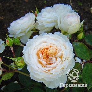 Роза Стефани Баронин цу Гуттенберг чайно-гибридная, Тантау (лиц)