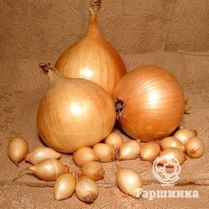 

Лук-севок Стурон (длинный желтый) 0,5 кг