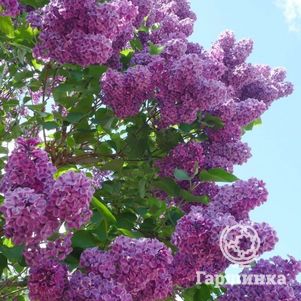 

Сирень Сумерки