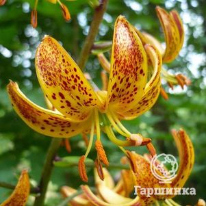 Лилия Санни Монинг кудреватая