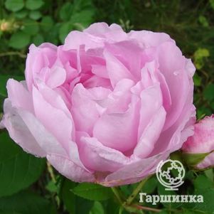 

Роза Свит Аделина канадская парковая (лиц)