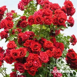 

Роза Симпати плетистая Imperial Rose