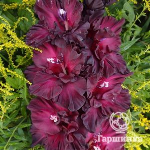 

Гладиолус Таинство ночи