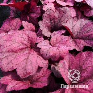 

Гейхера Джорджия Плам