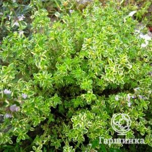 

Тимьян Мистик Лемон