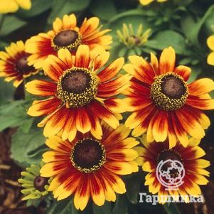 

Рудбекия Тото Рустик