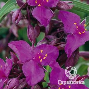 Традесканция Ред Грейп