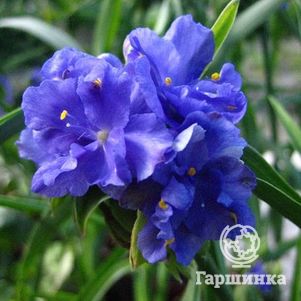 

Традесканция Церулеа плена