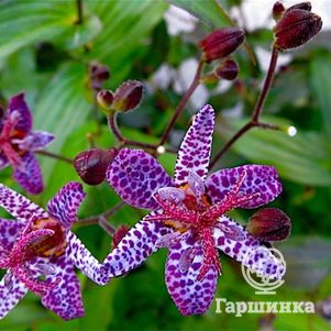 

Трициртис Дак Бьюти