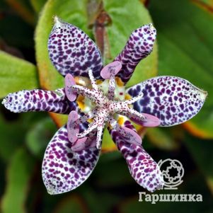 

Трициртис коротковолосистый