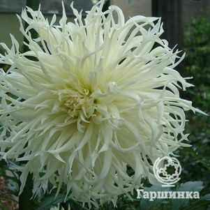 

Георгина Цуки Йори Но Шиша бахромчатая