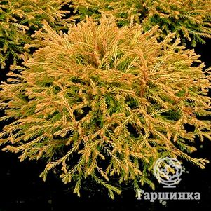 

Туя западная Голден Таффет