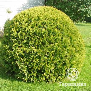 

Туя Вудварди шаровидная