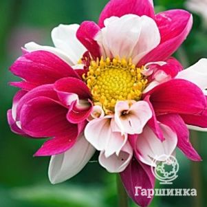 

Георгина Твайнингс Смарти воротничковая