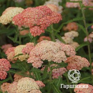 

Тысячелистник Лаксчонхейт