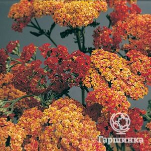 

Тысячелистник Вальтер Функе