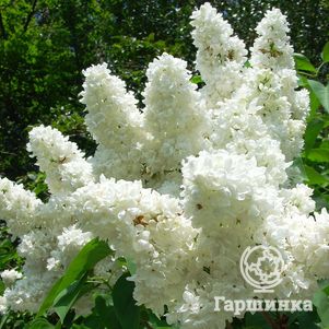 Сирень Мадам Лемуан