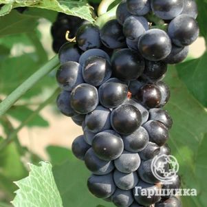 

Виноград Вэлиант (Отважный) зимостойкий