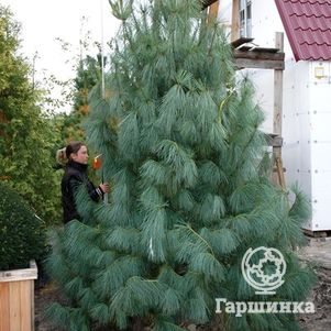 

Сосна Гималайская.