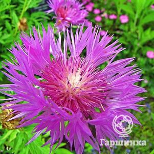 Василек Штейнберга подбеленный 600₽