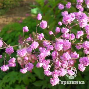 

Василистник Хьюитс Дабл