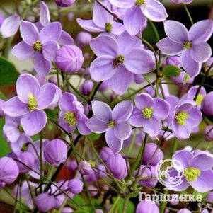 

Василистник Рохебрунна