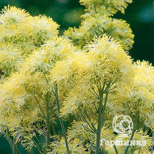 

Василистник желтый сизый