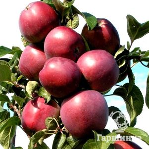 

Яблоня Васюган колоновидная (лицензионная)