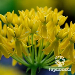 Ваточник инкарната Хеллоу Еллоу