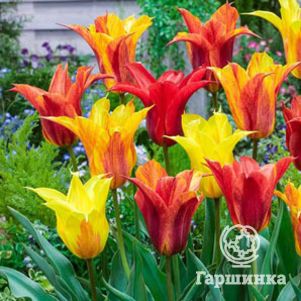 

Тюльпан Вендеглоб лилиецветный 5шт