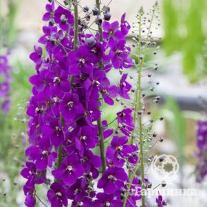 

Вербаскум (коровяк) Виолетта