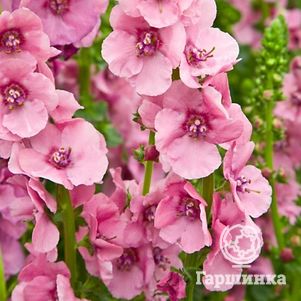 

Вербаскум (коровяк) Пинк Домино