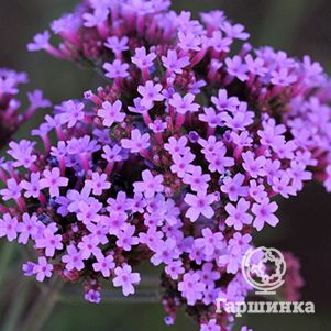 

Вербена Лолипоп