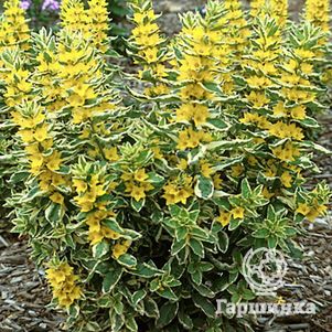 

Вербейник точечный Александр