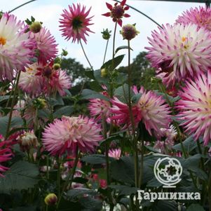 

Георгина Веритейбл кактусовидная