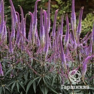 

Вероникаструм виргинский Фасцинейшн