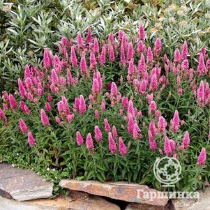 

Вероника Хайдекинд