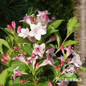 

Вейгела Марджори