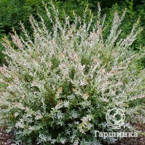 

Ива Хакуро Нишики (розовые листья)