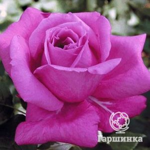 

Роза Виолет Парфюм/Мелоди Парфюм чайно-гибридная, Топалович (лиц)