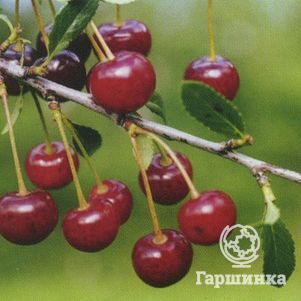 Вишня Горьковская 600₽