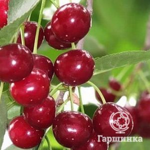 Вишня Уральская рубиновая 600₽