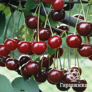 

Вишня Волочаевская