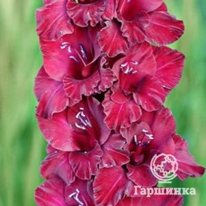 

Гладиолус Возрождение