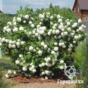 

Калина Бульденеж (Розеум)