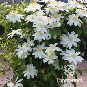 

Клематис Вадас Примроуз крупноцветковый (2)