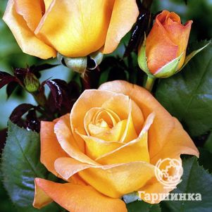 Роза Виски чайно-гибридная, Тантау (лиц)