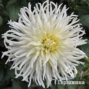 Георгина Вайт Стар кактусовидная