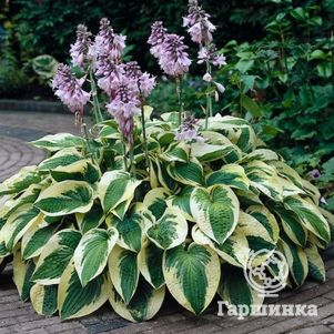 

Хоста Вайт Брим (ML)