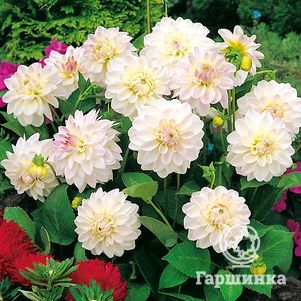 

Георгина Виттем бордюрная